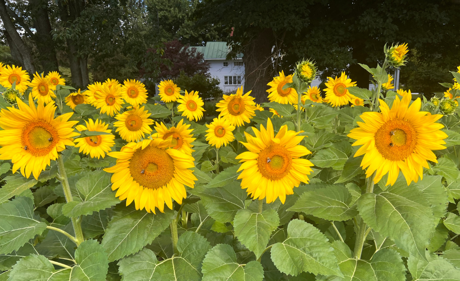 sunflowers1 v2
